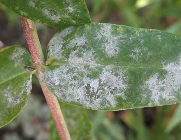 植物白粉病治療 植物白粉病治療