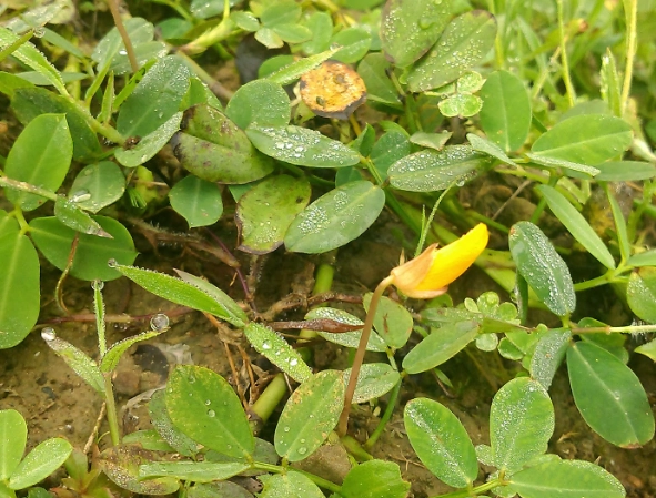 白糖水促進生根 白糖水促進生根