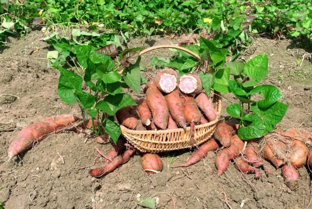 番薯用什麼繁殖 番薯用什麼繁殖