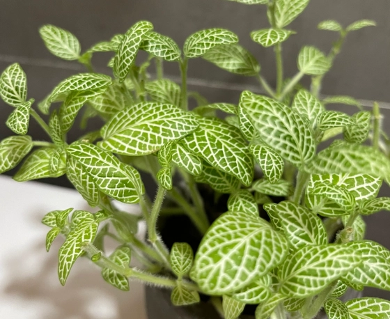 植物葉片焦枯 植物葉片焦枯