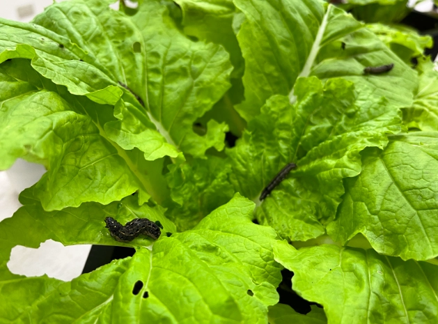 培养土直接种菜