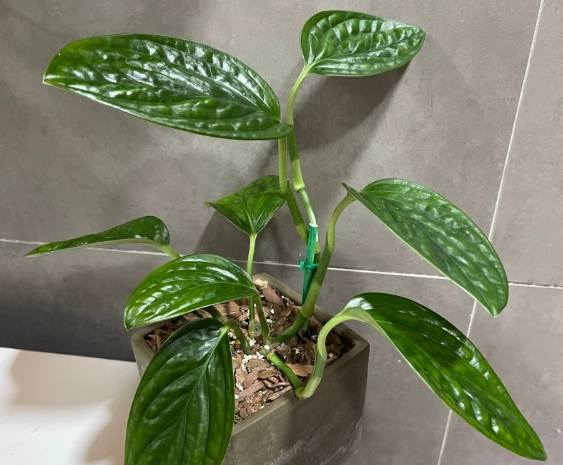 室内小盆栽 室内小盆栽