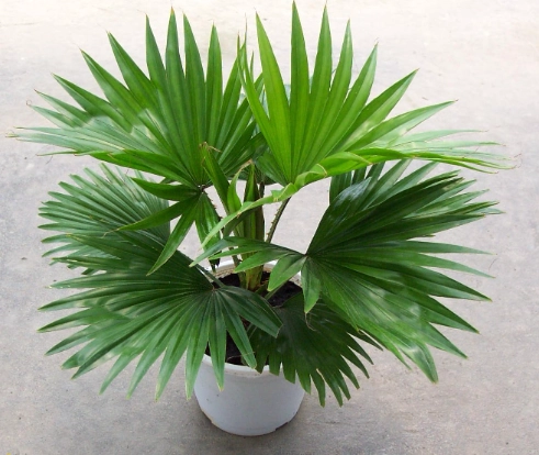 植物葉片焦枯 植物葉片焦枯