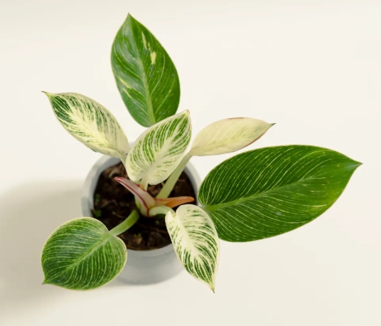 室內植物換盆 室內植物換盆