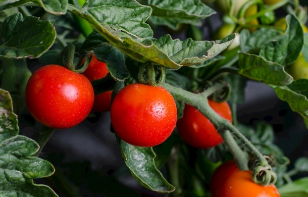 番茄炒蛋營養價值