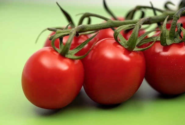 基因改造番茄安全性 基因改造番茄安全性