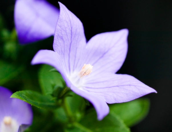 北投美食推薦 北投美食推薦