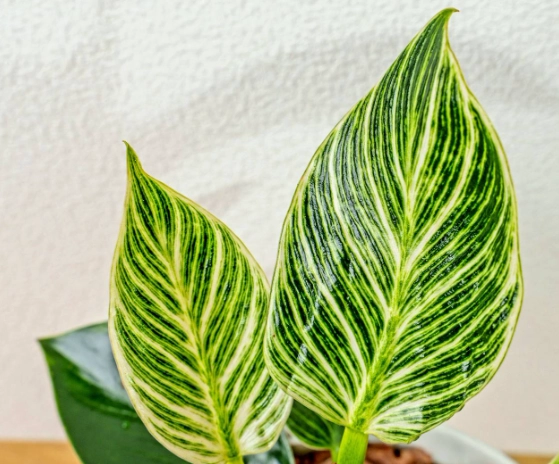 鉑金蔓綠絨照顧 鉑金蔓綠絨照顧