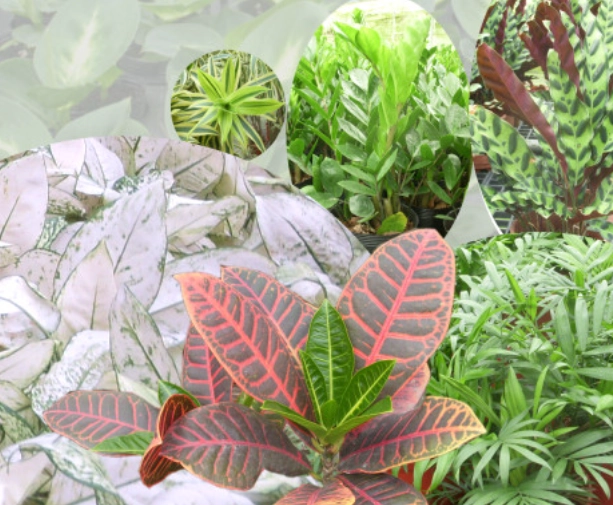 室内小盆栽 室内小盆栽