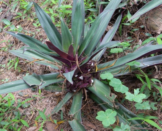 紫背萬年青好處 紫背萬年青好處