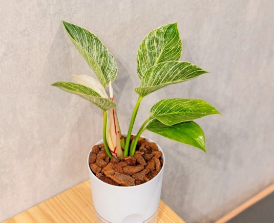 植物葉子變黑原因 植物葉子變黑原因