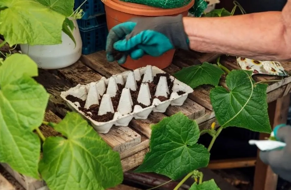 陽台種番茄 陽台種番茄