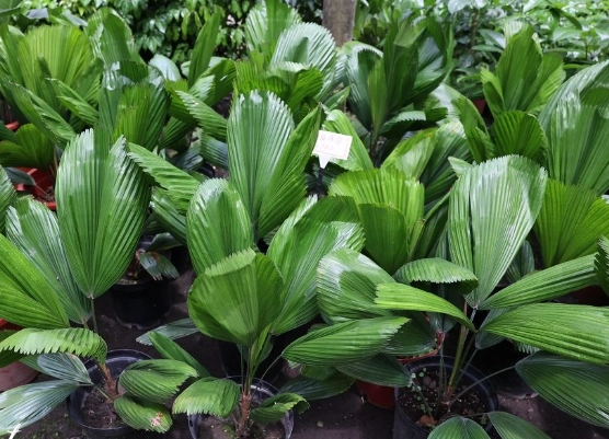 觀葉植物照顧 觀葉植物照顧