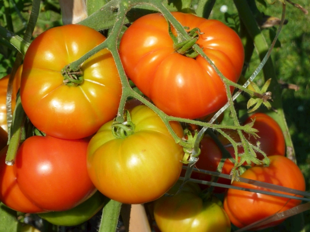 番茄溫度管理 番茄溫度管理