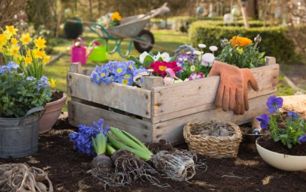 種菜澆水頻率 種菜澆水頻率