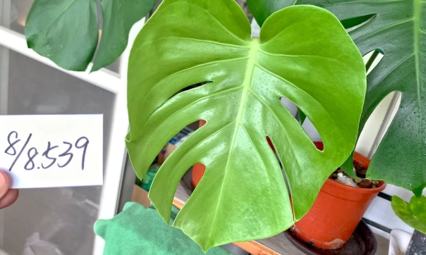 龜背芋葉子變黑