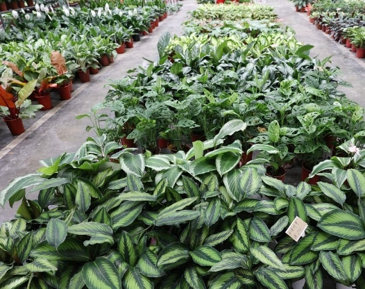 室內觀葉植物 室內觀葉植物