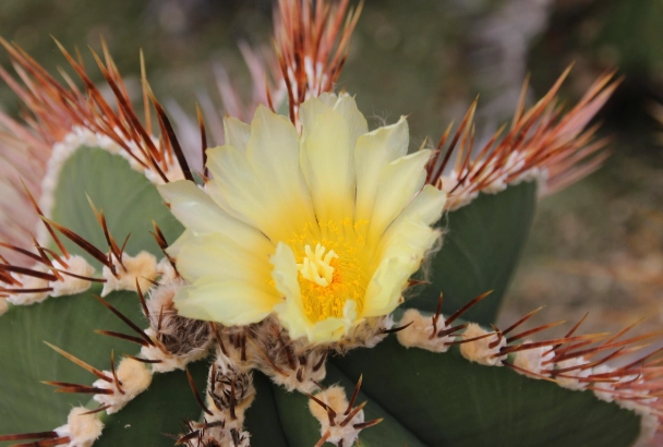 仙人掌花繁殖方法 仙人掌花繁殖方法