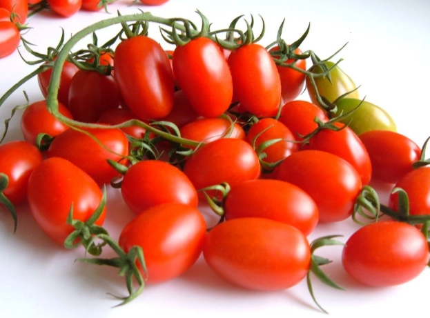 番茄多年生種植 番茄多年生種植