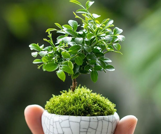 辦公室盆栽選擇