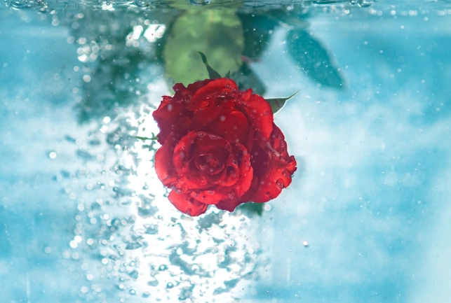 水耕栽培施肥 水耕栽培施肥