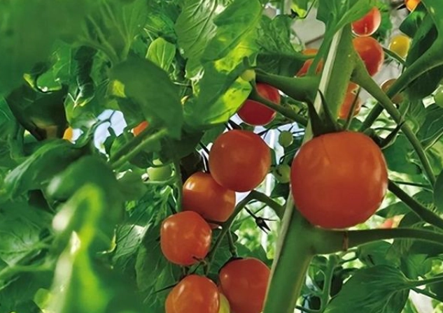 番茄種植高度管理