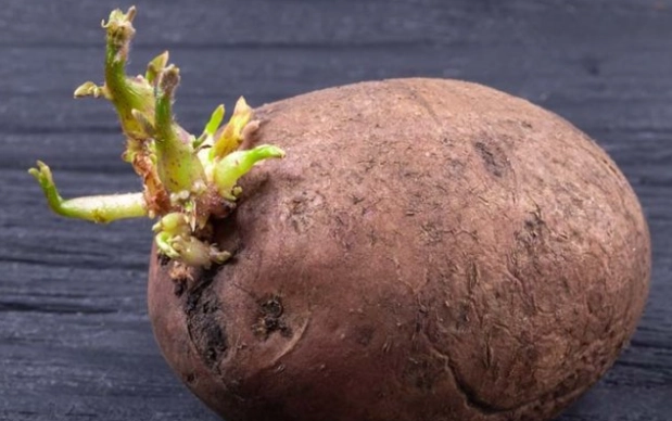 番茄多年生種植 番茄多年生種植