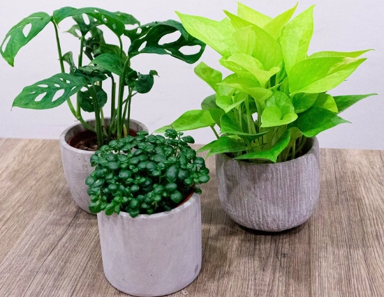 室内小盆栽 室内小盆栽