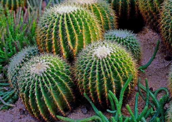 多肉植物養護 多肉植物養護