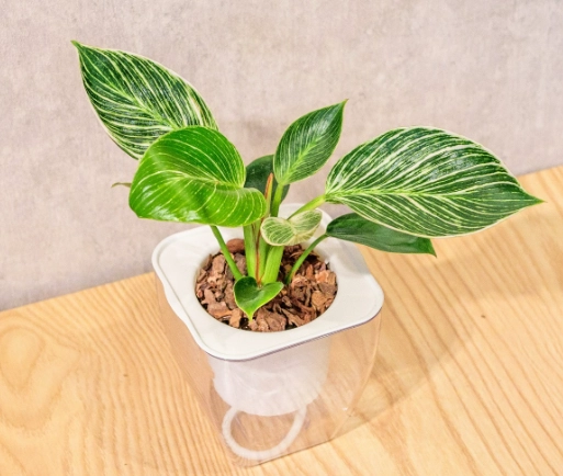 蔓綠絨養護 蔓綠絨養護