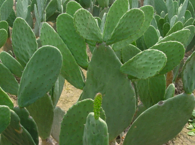 仙人掌病害防治