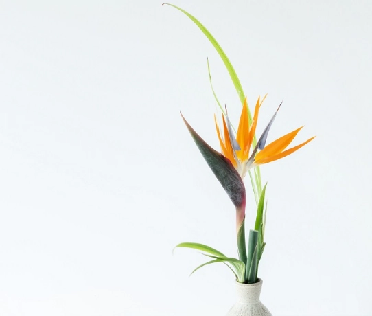 天堂鳥葉子下垂原因 天堂鳥葉子下垂原因