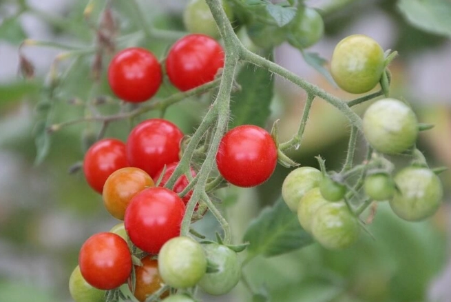 番茄種子種植方法 番茄種子種植方法