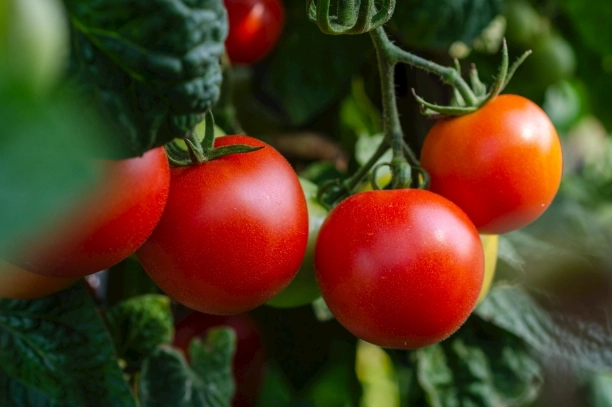 番茄白粉病症狀 番茄白粉病症狀