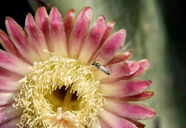 仙人掌繁殖步驟 仙人掌繁殖步驟