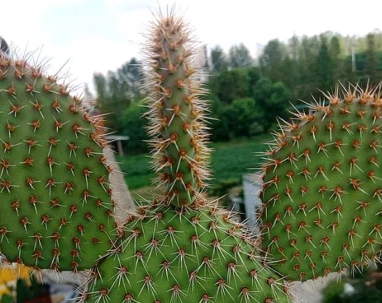 仙人掌軟化處理