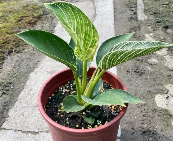 鉑金蔓綠絨養護