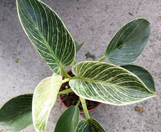 鉑金蔓綠絨養護