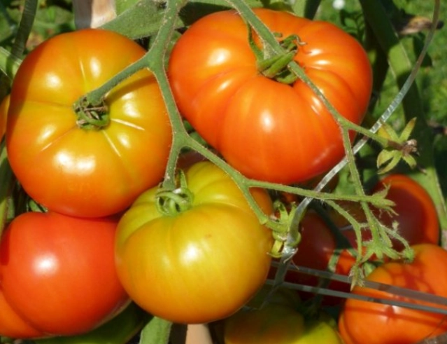 番茄生命周期 番茄生命周期