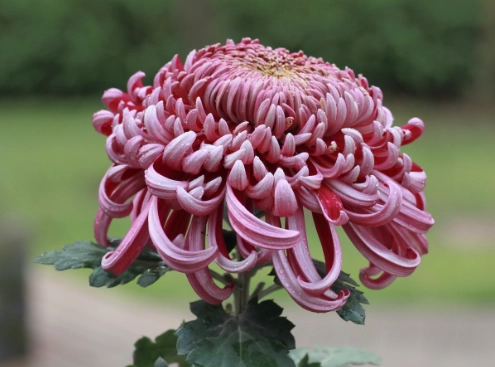 菊花種植時間 菊花種植時間