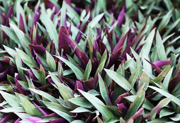 紫背萬年青好處 紫背萬年青好處