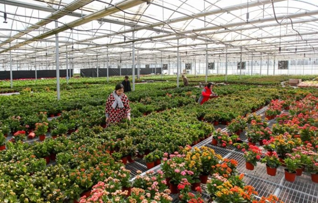 辦公室盆栽選擇