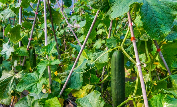 大胡瓜種植季節 大胡瓜種植季節