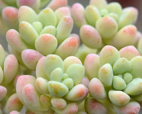 多肉植物栽培介质