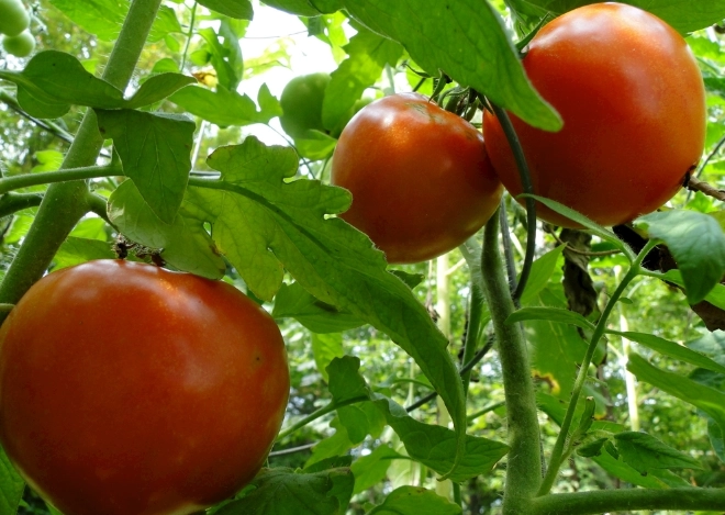 小番茄种植方法