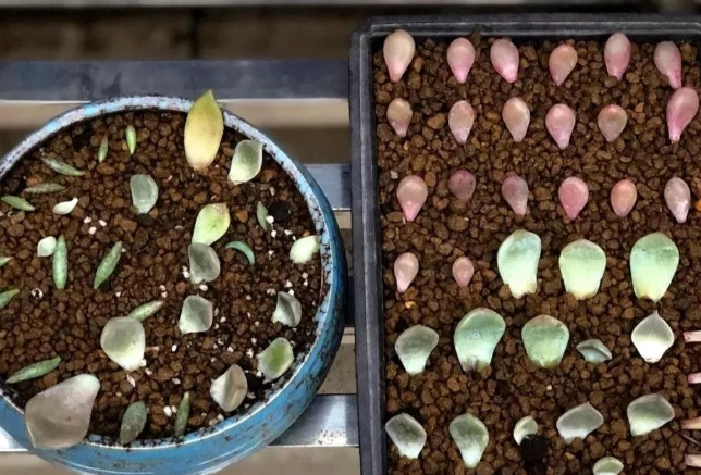 赤玉土使用方法 赤玉土使用方法