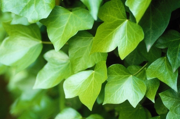 常春藤照顧技巧