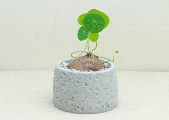 植物生根方法 植物生根方法