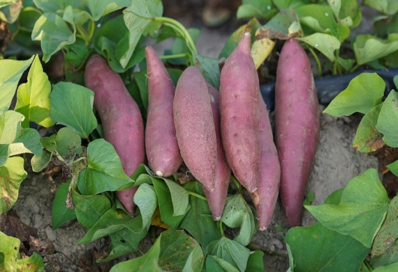 番薯繁殖方法 番薯繁殖方法