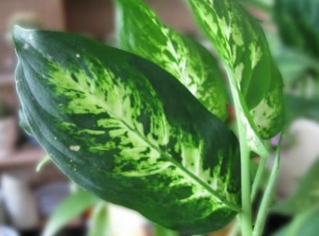 萬年青葉子變黑